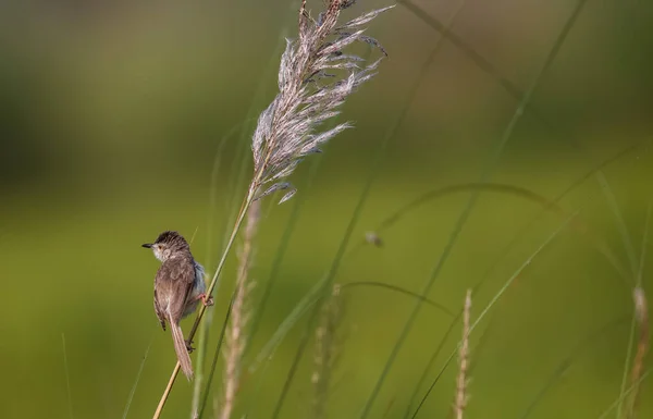 Ashy Prinia Vogel Hockt Auf Baum — Stockfoto