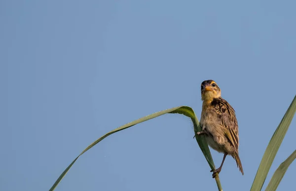 Baya Weaver Pájaro Posado Árbol —  Fotos de Stock
