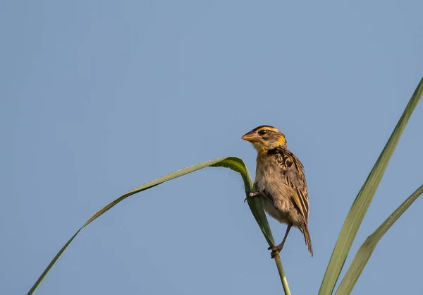 Baya Weaver Pájaro Posado Árbol —  Fotos de Stock