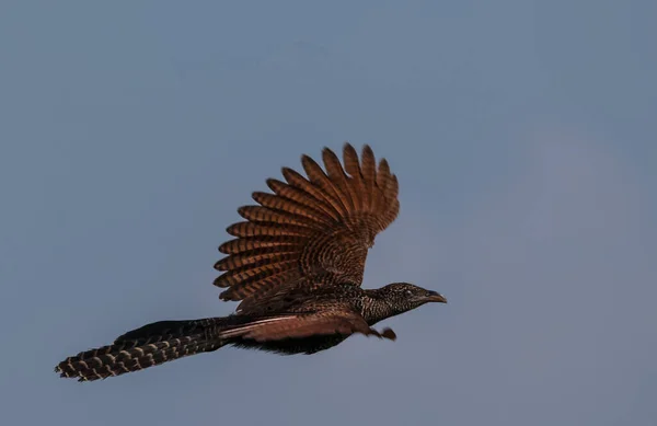 Asian Koel Bird Flight — Stock Photo, Image