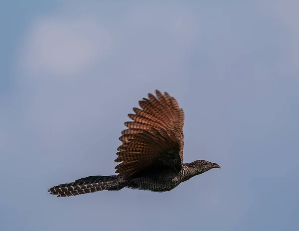 Asiatico Koel Uccello Volo — Foto Stock