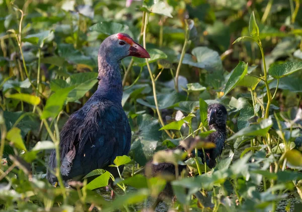 Harmaapäisen Suokuivan Linnun Muotokuva tekijänoikeusvapaita kuvapankkikuvia