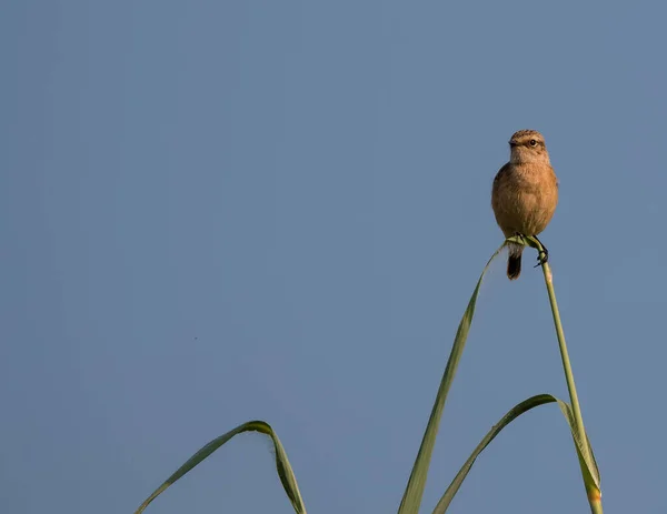 Ashy Prinia Madár Fán Stock Kép