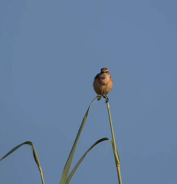 Ashy Prinia Fugl Sidder Træet Royaltyfrie stock-fotos