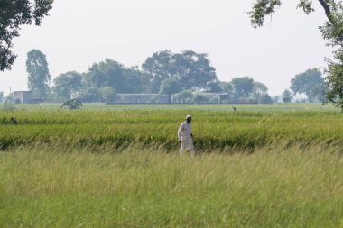 Hintli çiftçi Hindistan 'da tarım arazisinde çalışıyor.