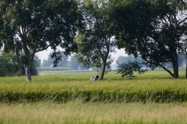 Hintli çiftçi Hindistan 'da tarım arazisinde çalışıyor.