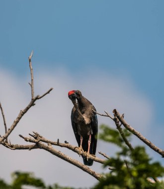 Ağaçta tünemiş kırmızı Napolyon Ibis Kuşu