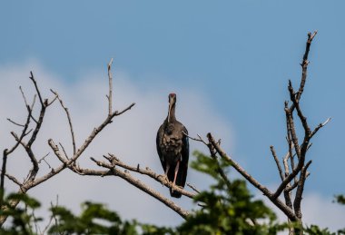 Ağaçta tünemiş kırmızı Napolyon Ibis Kuşu