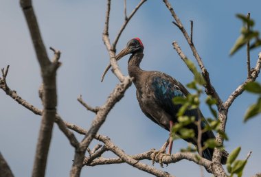 Ağaçta tünemiş kırmızı Napolyon Ibis Kuşu