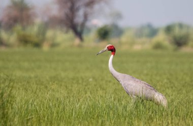 Sarus Crane Grus Antigone Bird Hindistan 'daki Paddy Field' da.