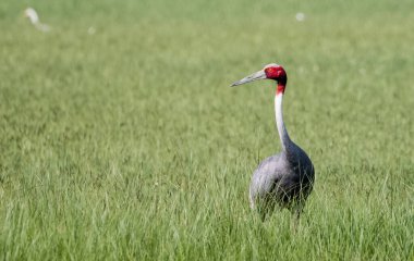 Sarus Crane Grus Antigone Bird Hindistan 'daki Paddy Field' da.