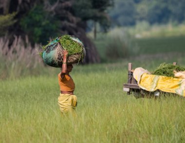 Hindistan, Eylül 2019 'da tarlada çalışan Hintli kadın çiftçinin portresi