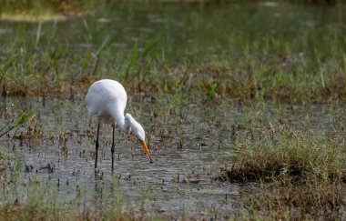 Hindistan 'da Bataklıklarda Akbalıkçıl Kuşu