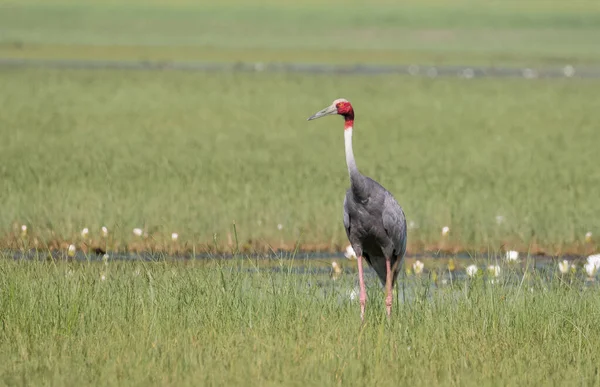 Sarus Crane Grus Antigone Bird Nel Campo Paddy India — Foto Stock