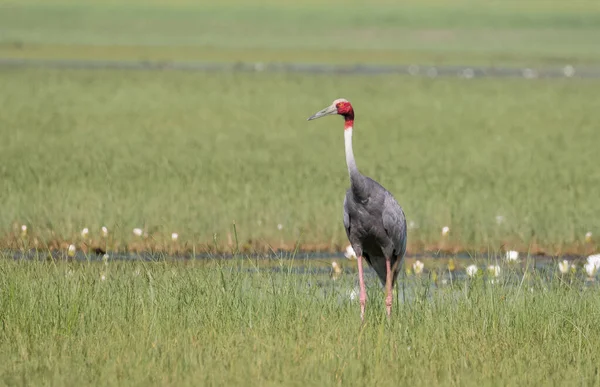 Grue Sarus Grus Antigone Oiseau Dans Rizière Inde — Photo