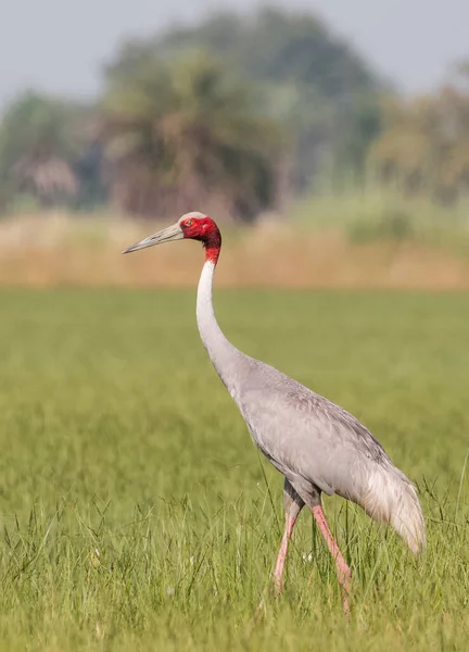 インドのパディーフィールドにあるSarus Crane Grus Antigone Bird — ストック写真
