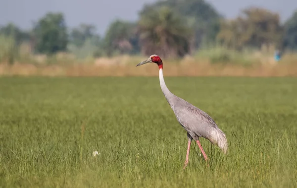 Sarus Crane Grus Antígona Aves Campo Paddy India — Foto de Stock