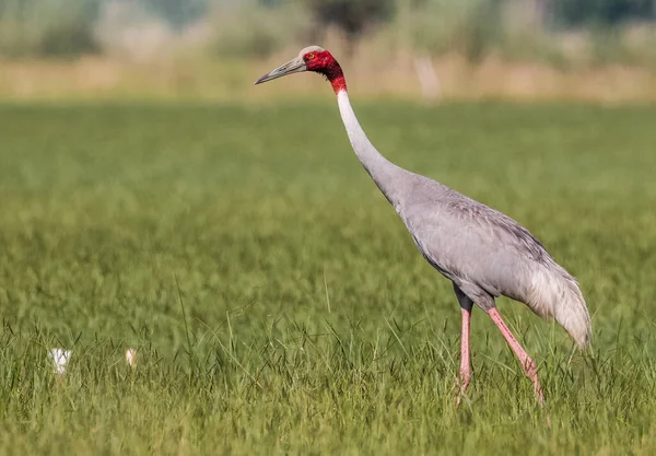 Sarus Crane Grus Antígona Aves Campo Paddy India — Foto de Stock