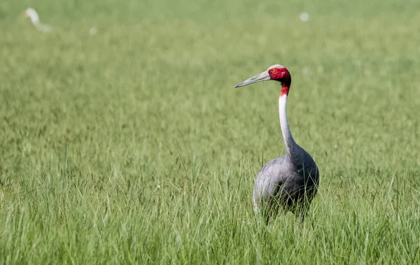 Grue Sarus Grus Antigone Oiseau Dans Rizière Inde — Photo