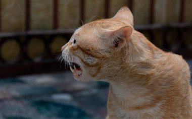 Hint Kedisinin Portresi