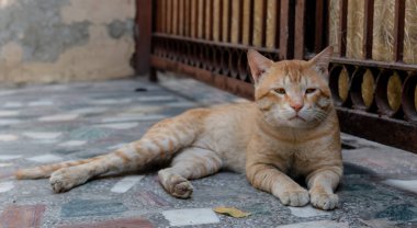 Hint Kedisinin Portresi