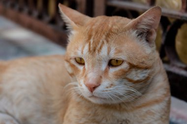 Hint Kedisinin Portresi