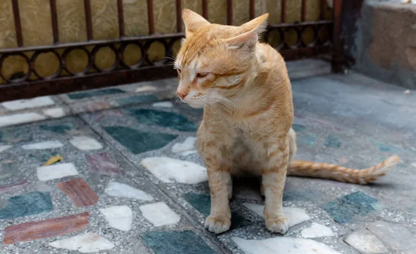 Porträtt Indiankatt — Stockfoto