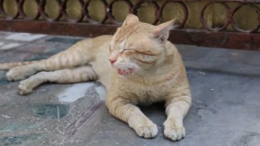 Hintli kedi rol yapıyor