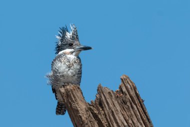 Ağaçta tüneyen ibikli Pied Kingfisher (Ceryle rudis)