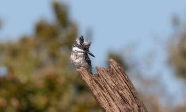 Ağaçta tüneyen ibikli Pied Kingfisher (Ceryle rudis)