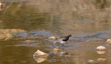 Nehirde balık arayan sıradan çulluk ya da çulluk kuşu.
