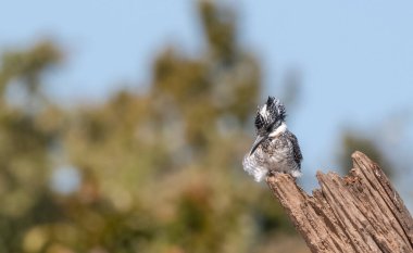 Ağaçta tüneyen ibikli Pied Kingfisher (Ceryle rudis)
