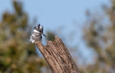 Ağaçta tüneyen ibikli Pied Kingfisher (Ceryle rudis)
