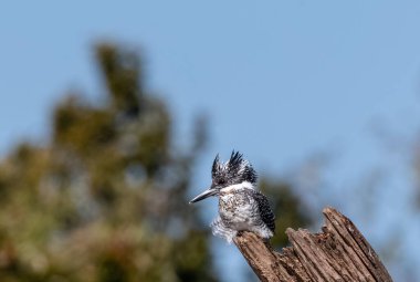Ağaçta tüneyen ibikli Pied Kingfisher (Ceryle rudis)