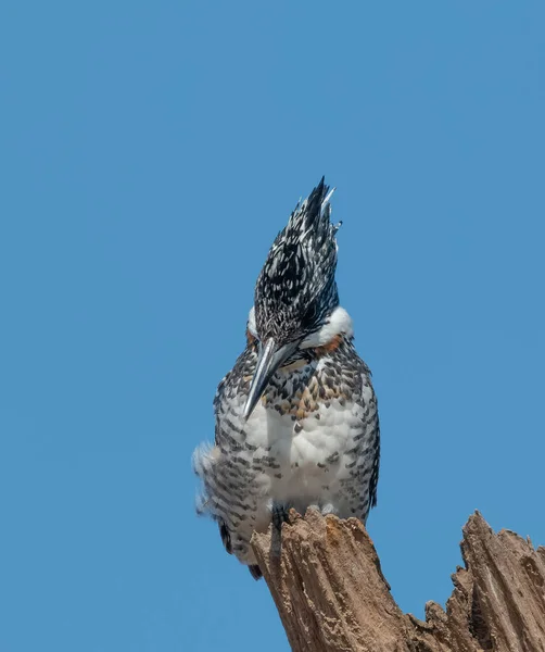 Ağaçta Tüneyen Ibikli Pied Kingfisher Ceryle Rudis — Stok fotoğraf
