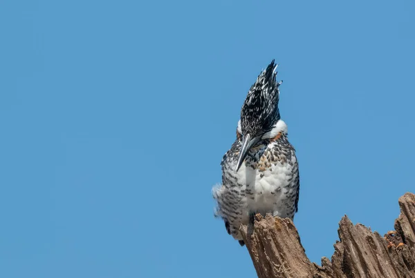 Crested Pied Kingfisher Ceryle Rudis Pousando Árvore — Fotografia de Stock