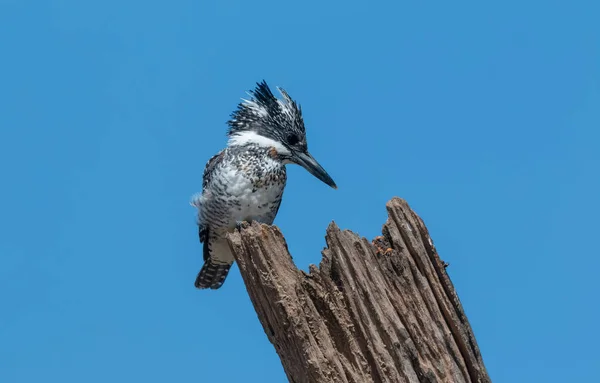 Pescatore Magico Ceryle Rudis Appollaiato Sull Albero — Foto Stock