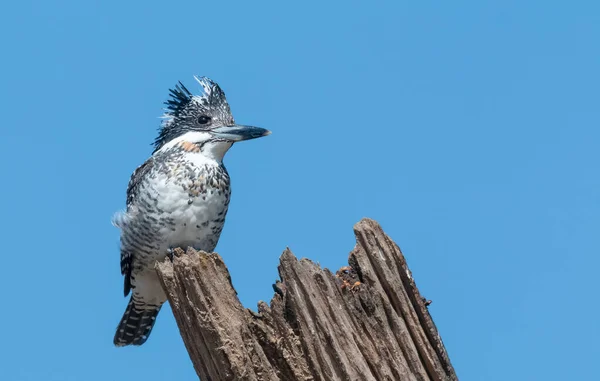 Ağaçta Tüneyen Ibikli Pied Kingfisher Ceryle Rudis — Stok fotoğraf