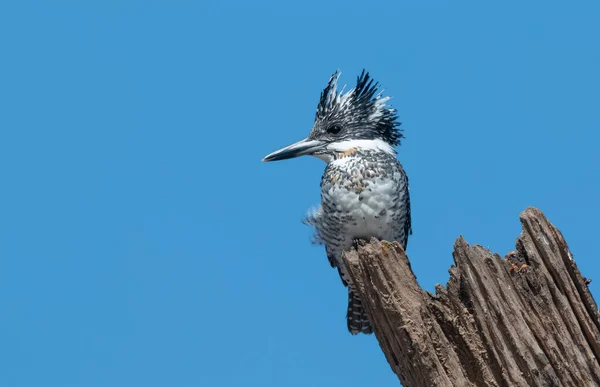 Crested Pied Kingfisher Ceryle Rudis Pousando Árvore — Fotografia de Stock