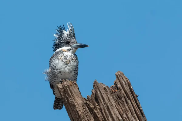 Pescatore Magico Ceryle Rudis Appollaiato Sull Albero — Foto Stock