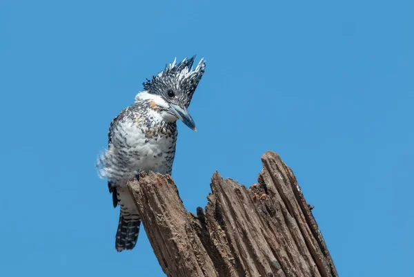 Crested Pied Kingfisher Ceryle Rudis Pousando Árvore — Fotografia de Stock