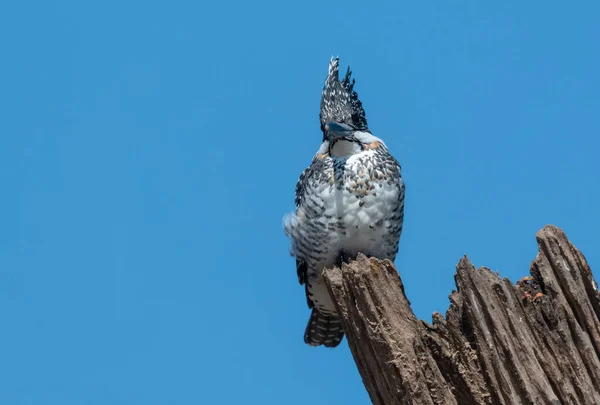 Pied Kingfisher Ceryle Rudis Sedící Stromě — Stock fotografie