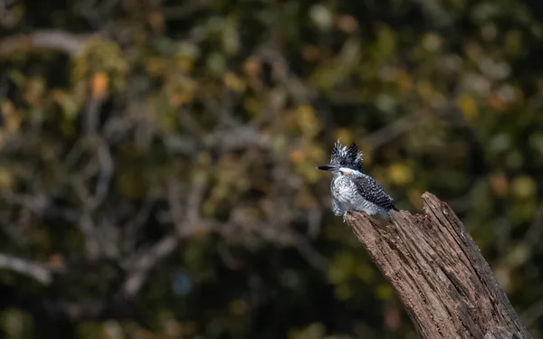 Crested Pied Kingfisher Ceryle Rudis Pousando Árvore — Fotografia de Stock