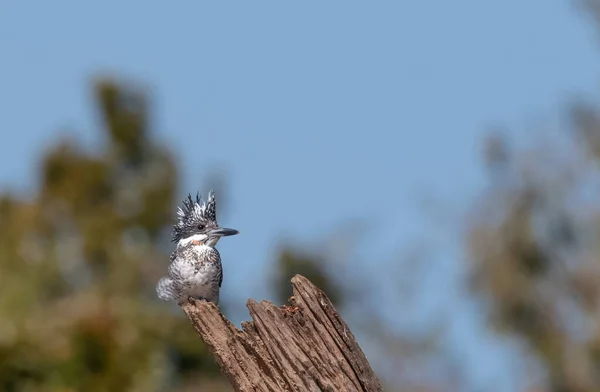 Crested Pied Kingfisher Ceryle Rudis Posado Árbol — Foto de Stock