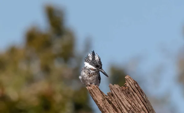 Ağaçta Tüneyen Ibikli Pied Kingfisher Ceryle Rudis — Stok fotoğraf