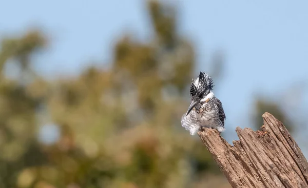 Martin Pêcheur Crête Ceryle Rudis Perché Sur Arbre — Photo