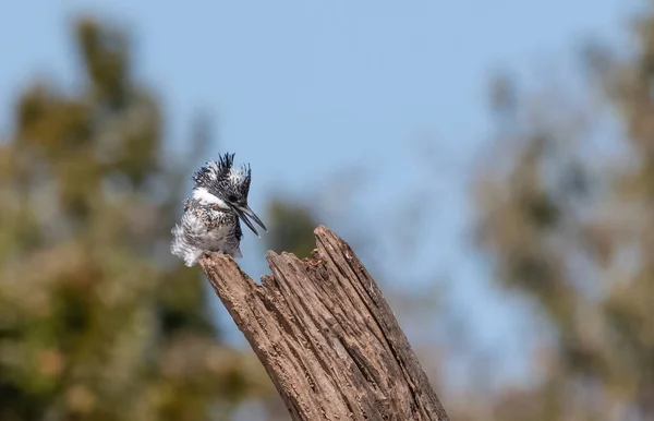 Crested Pied Kingfisher Ceryle Rudis Posado Árbol —  Fotos de Stock