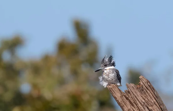 Pied Kingfisher Ceryle Rudis Sedící Stromě — Stock fotografie