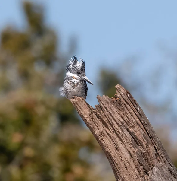 Martin Pêcheur Crête Ceryle Rudis Perché Sur Arbre — Photo