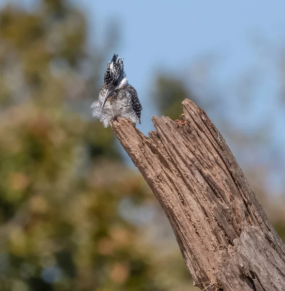 Ağaçta Tüneyen Ibikli Pied Kingfisher Ceryle Rudis — Stok fotoğraf